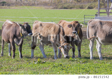 ジャージー牛　富士山麓の牧場　11月　 86151542