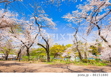吉祥寺 桜満開の井の頭公園 吉祥寺 桜満開の井の頭公園 86151880