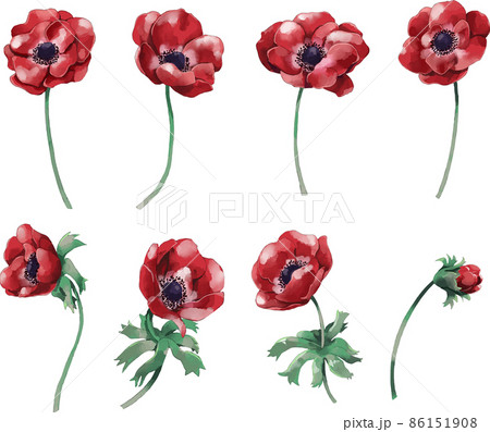 アネモネ 花のイラストセットのイラスト素材