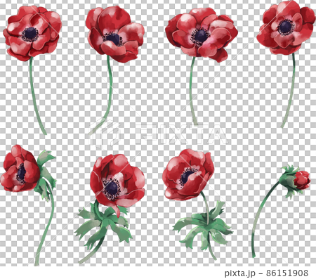 アネモネ 花のイラストセット 86151908