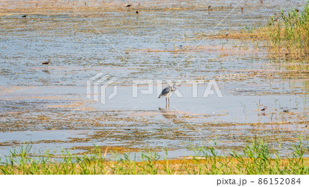 The grey heron stands in the lake The grey heron stands in the lake 86152084