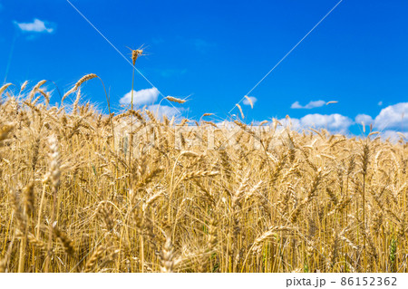 A wheat field A wheat field 86152362