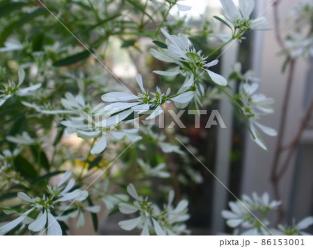 ユーフォルビア・レウコケファラ 86153001