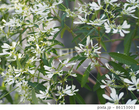 ユーフォルビア・レウコケファラ 86153003