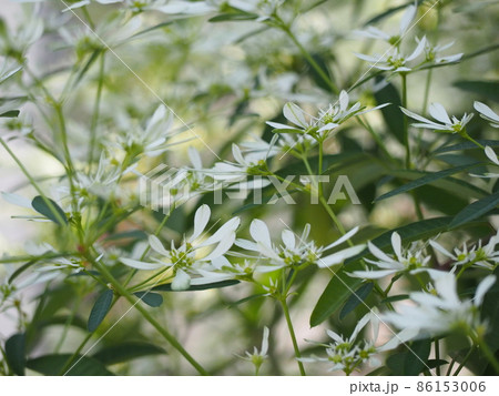 ユーフォルビア・レウコケファラ 86153006