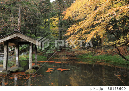 赤城神社　紅葉 86153600