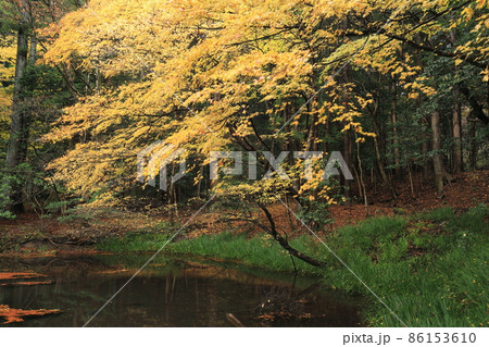 赤城神社　紅葉 86153610