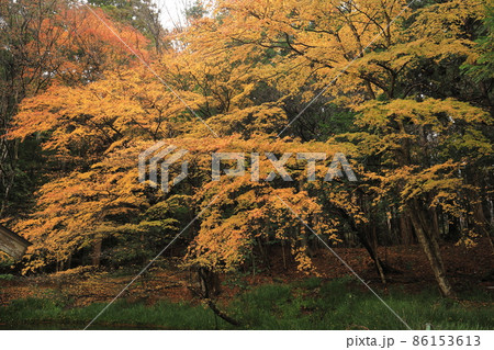 赤城神社　紅葉 86153613