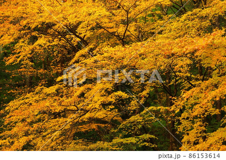 赤城神社 紅葉 赤城神社 紅葉 86153614