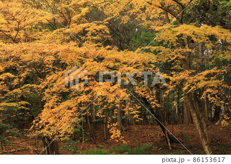 赤城神社　紅葉 86153617