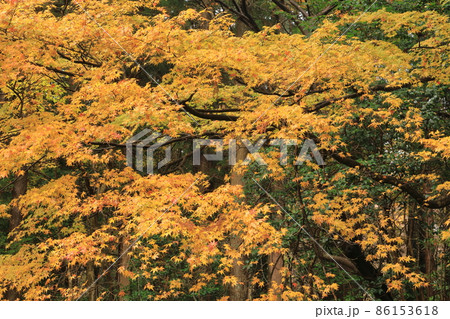 赤城神社 紅葉 赤城神社 紅葉 86153618