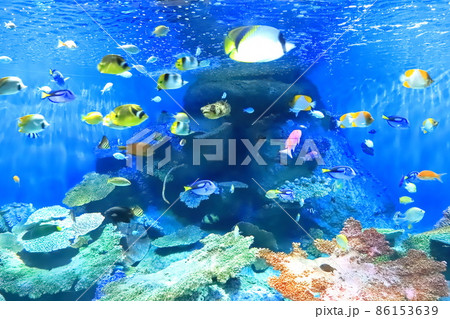 しながわ水族館　「海の宝石箱」 86153639