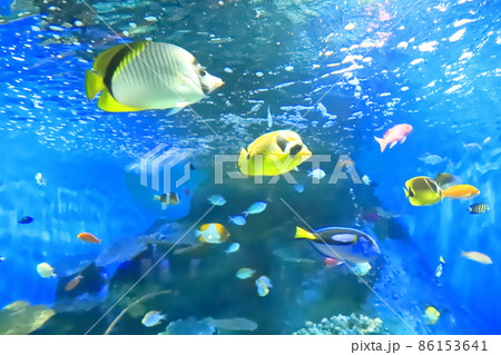 しながわ水族館　「海の宝石箱」 86153641