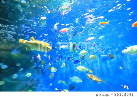 しながわ水族館　「海の宝石箱」 86153643