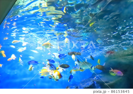 しながわ水族館　「海の宝石箱」 86153645