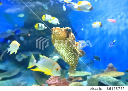 しながわ水族館　「海の宝石箱」でおよぐハリセンボン 86153725