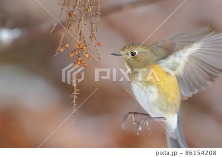 ヌルデの実を食べにやって来たルリビタキ 86154208