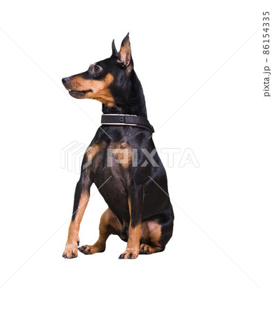Sitting doberman pinscher dog on leash 86154335