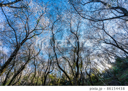 世界遺産「鬼ヶ城」桜の道【三重県熊野市】 86154438
