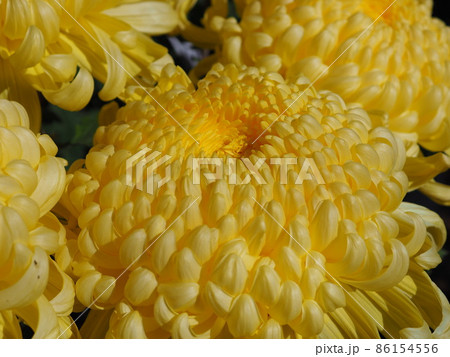 菊 菊 86154556