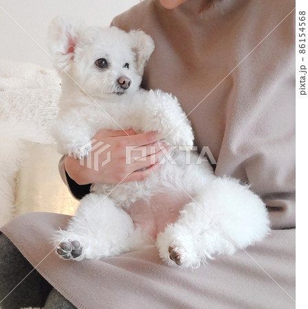 阪神 通販 ヴィンテージぬいぐるみ 白い犬の通販 アンティーク