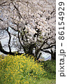 満開の菜の花と満開の桜 86154929