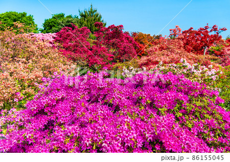 群馬県 つつじが岡公園 ~満開のつつじ~ 群馬県 つつじが岡公園 ~満開のつつじ~ 86155045