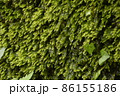 湧き水の滴るコケ 86155186