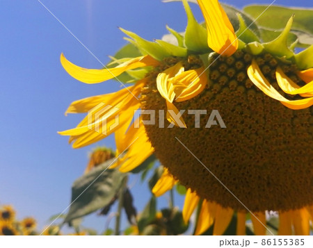 おじぎのひまわり おじぎのひまわり 86155385