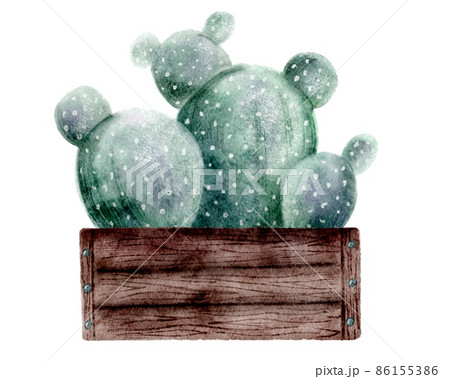 Bright succulents in wooden box, hand drawn illustration izolated on white background 86155386