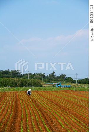 沖縄　津堅島の風景　にんじん畑 86155413