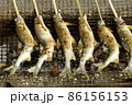 鮎塩焼き 86156153