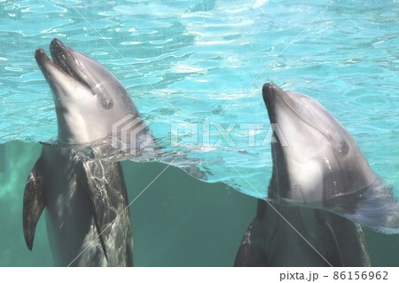 しながわ水族館 二頭のイルカ しながわ水族館 二頭のイルカ 86156962