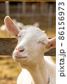 笑顔のヤギさん 86156973