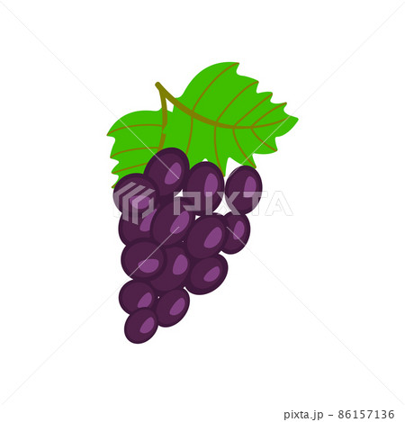 On a white background, purple grapes isolated. With stems and leaves, a bunch of purple grapes. On a white background, purple grapes isolated. With stems and leaves, a bunch of purple grapes. 86157136