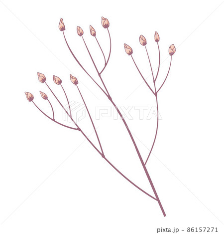 Single branch with yellow flowers buds of spray rose. Flower head isolated on white background. Hand drawn floral illustration. Botanical vector art in cartoon style. Single branch with yellow flowers buds of spray rose. Flower head isolated on white background. Hand drawn floral illustration. Botanical vector art in cartoon style. 86157271