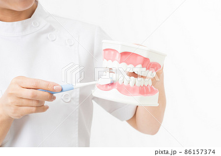 歯の模型を持つ若い女性の歯科衛生士の手元（白バック） 86157374