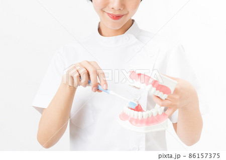 歯の模型を持つ若い女性の歯科衛生士の手元（白バック） 86157375