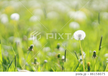blowball meadow real 86158075