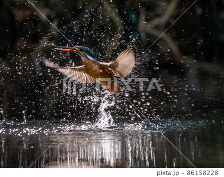 冬のカワセミの飛び込みシーン 冬のカワセミの飛び込みシーン 86158228