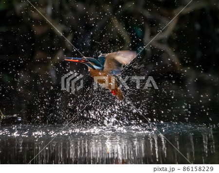 冬のカワセミの飛び込みシーン 冬のカワセミの飛び込みシーン 86158229