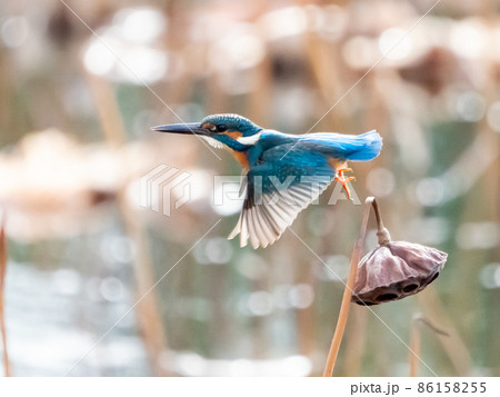 ハスの花托から飛び出すカワセミ ハスの花托から飛び出すカワセミ 86158255