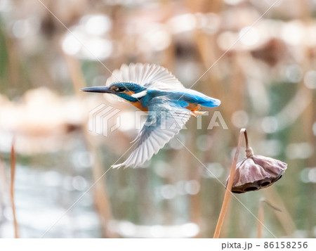 ハスの花托から飛び出すカワセミ 86158256