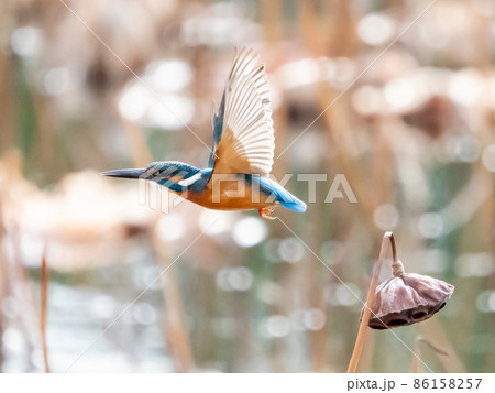 ハスの花托から飛び出すカワセミ 86158257