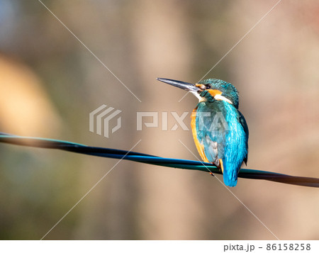 電線の上で佇むカワセミ 86158258