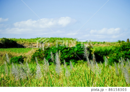 サトウキビの花 奄美大島 サトウキビの花 奄美大島 86158303
