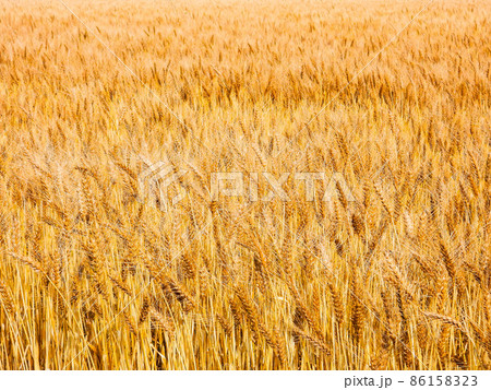 一面に広がるシャンパンゴールドの麦畑 一面に広がるシャンパンゴールドの麦畑 86158323