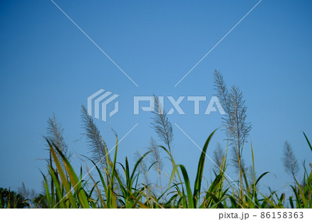 青空とサトウキビの花 86158363