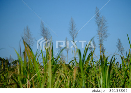 奄美大島北部のサトウキビ畑に咲くサトウキビの花 奄美大島北部のサトウキビ畑に咲くサトウキビの花 86158365
