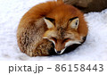 雪の上で丸くなって寝るきつね 86158443